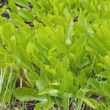 Image result for Ficalhoa laurifolia