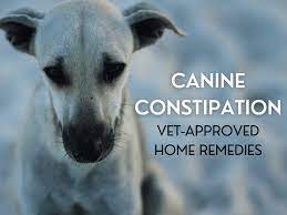 If you have any queries or want to share your remedies then write them down in the. Vet Approved Home Remedies For Dog Constipation Pethelpful