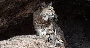 When the bobcat attacked again, another member of the group fought it off. Are Bobcats Dangerous To Humans Children And Pets