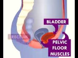 Best Pelvic Floor Exercises For Prolapse And Overactive Bladder Youtube Pelvic Floor Exercises Pelvic Floor Exercises For Prolapse Urinary Incontinence