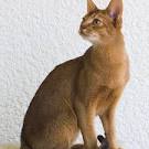 Abyssinian Kittens for Sale by Reputable Breeders ...