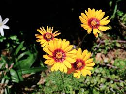We did not find results for: A List Of Flower Names From A To Z Dengarden