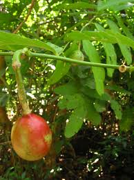 Image result for Capparaceae