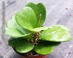 The cuttings need to be constantly damp to develop roots. Hoya Kerrii Wax Hearts Sweetheart Hoya Valentine Hoya Heart Leaf Toptropicals Com
