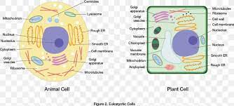 Parts of an animal cell. Eukaryote Plant Cell Cel Lula Animal Cell Wall Png 961x434px Watercolor Cartoon Flower Frame Heart Download