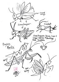 Draw Grasshopper Cricket And Praying Mantis By Diana Huang On Deviantart Praying Mantis Animal Drawings Drawing Tutorial
