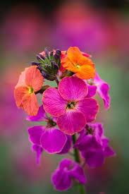 Find up to four local tree pros. Erysimum Winter Orchid Beechmount Garden Centre