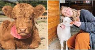 You Can Cuddle Rescued Farm Animals For Free At This Adorable Washington Sanctuary In 2020 Animal Rescue Ideas Animal Rescue Fundraising Animal Sanctuary