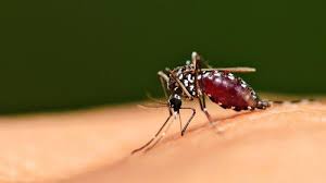 Gejala demam berdarah yang mulai muncul, memerlukan penanganan yang cepat dan sesuai dengan kondisi penderita. 5 Gejala Demam Berdarah Dengue Yang Sering Disepelekan Dari Demam Tinggi Hingga Nyeri Otot Tribunnews Com Mobile