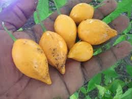 Image result for Tabernanthe elliptica