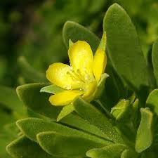 Image result for Suriana maritima
