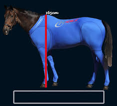 Equine Size Chart