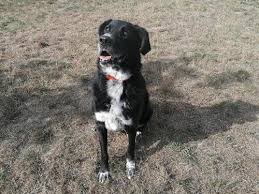 Lahna est à adopter sous contrat associatif (association wof, contactez via facebook @manon armbruster). Adoption Chien Animaux A Adopter Avec La Spa
