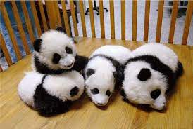 jena c on twitter cute animals cute baby animals baby panda pictures