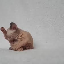 Sphynx En Meshur Tuysuz Kedi Cinsidir Kokeni Kanada Dir Goruntusunun Aksine Yumusak Huylu Sahibine Bagli Ve Cana Yakin Bir Turdur Sphynx Kedi Instagram