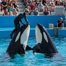 Elsa - The Tragic Final Moments: Remembering Orca Trainer Jessica Radcliffe | Facebook