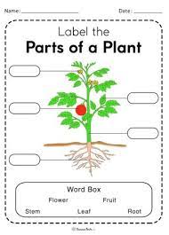 This resource features blank worksheets for your class to fill out by using the labelled diagram of the parts of a plant. Label The Parts Of A Plant Diagram Quizlet
