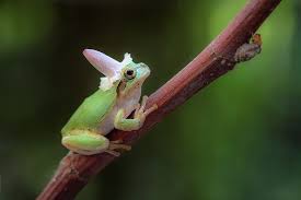 Check spelling or type a new query. Nice Hat It Looks Good On You Frog Pictures Cute Frogs Cute Animals