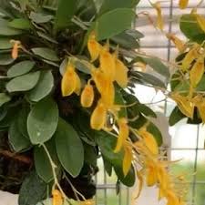 Image result for Rangaeris muscicola