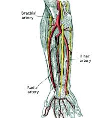 These names are derived from latin. Anatomy Shoulder And Upper Limb Arm Structure And Function Article