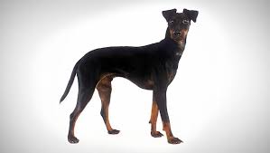 Manchester Terrier Standard Dog Breed Selector Animal