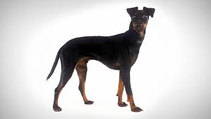 manchester terrier standard dog breed selector animal