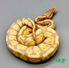 Use banana pastel in the genetic wizard. Female Banana Pastel Ball Python For Sale Pastel Ball Python For Sale