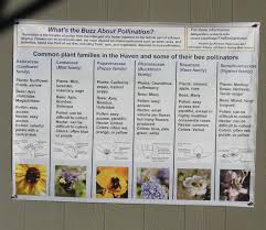 Bees are attracted to flowers by scent and by the colours of the petals. Let S Celebrate National Pollinator Week Bug Squad Anr Blogs
