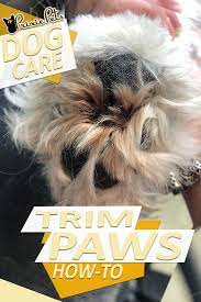 Shaving Paw Pads How To Clean Hair From Dog Paws Dog Paws Dog Paw Pads Paw Pads