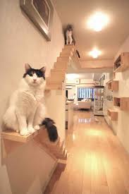 A Cat Lover S Dream House In Japan Homify In 2020 Cat House Diy Cat Room Cat Walkway