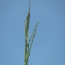 Image result for Urochloa umbellata