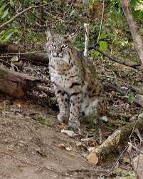 Bobcat Kittens For Sale Bobcat Kitten Kitten For Sale Wild Cats