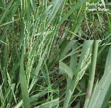 Image result for Panicum coloratum