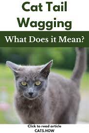 How To Understand Cat Tail Wagging Cat Tail Language Cat Problems Cat Tail