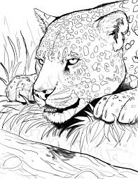 jaguar coloring page animal coloring page etsy denmark