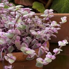 Image result for Callisia repens