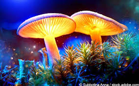 There are over 180 types of magic mushrooms all with different potency levels (some 12x more than others) in different habitats throughout the world. Fda Stuft Psilocybin Als Durchbruchstherapie Ein Gelbe Liste