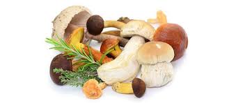 In der regel beginnt sie anfang september. Pilze Und Pilzerzeugnisse Bzfe