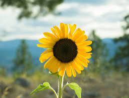 Sunflower Picture Sunflower Flower Photo Sunflower Photo Yellow Sunflower Handmade Art Flower Picture Flower Photograph Shipping Low Sunflower Photo Sunflower Pictures Sunflower Wall Art
