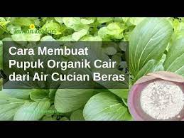 Cara Membuat Pupuk Organik Cair Dari Air Cucian Beras Youtube Pupuk Organik Pupuk Tanaman Air Menanam Bunga