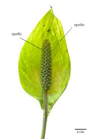 Image result for Araceae