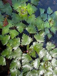 Image result for Trapa