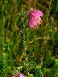 Image result for Erica whyteana