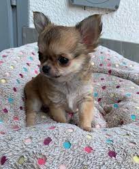 Cute Chihuahua Puppy Chihuahua Puppies Cute Small Dogs Cute Puppies