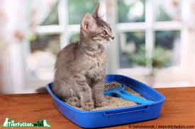 Erbricht die katze helles blut, so handelt es sich um frisches blut, das entweder schnell durch. Fbyqy5lj Pmxdm
