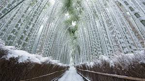 Hd Wallpaper Bamboo Asia Japan Kyoto Arashiyama Path Pathway Forest Path Wallpaper Flare If you have your own one, just send us the image and we will show it on the. bamboo asia japan kyoto arashiyama