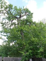 Image result for Ulmaceae