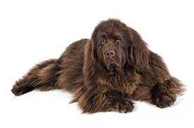 Newfoundland Dog Information And Pictures Petguide