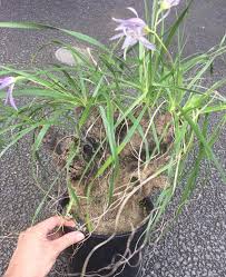 Image result for Xerophyta trichophylla