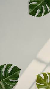 Terkeren 30 wallpaper daun aesthetic rona wallpaper. Download Premium Illustration Of Monstera Leaves On Beige Background In 2021 Iphone Wallpaper Green Plant Wallpaper Simple Iphone Wallpaper